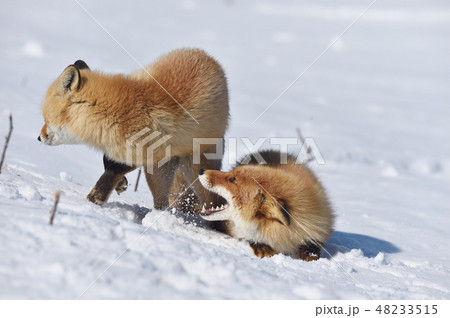 雪上でじゃれる二頭のキタキツネ(北海道) 雪上でじゃれる二頭のキタキツネ(北海道) 48233515