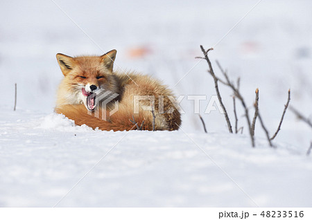 大きなあくびをするキタキツネ(北海道) 大きなあくびをするキタキツネ(北海道) 48233516