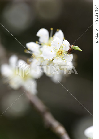 スモモの花（バラ科） 48233867