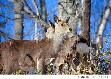 北海道　釧路　エゾシカ 48234064