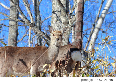 北海道　釧路　エゾシカ 48234140