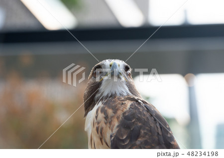 The hawk straight face expression of eye 48234198