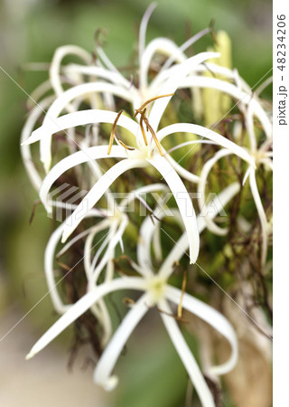 ハマユウの花(ヒガンバナ科) ハマユウの花(ヒガンバナ科) 48234206