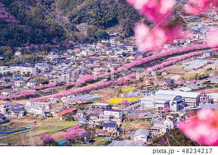 （静岡県）河津桜まつり　河津桜並木 48234217