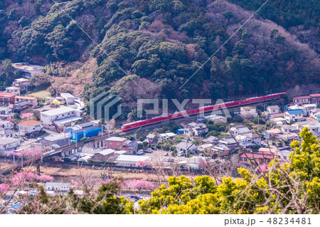 （静岡県）河津桜並木と伊豆急行リゾート21 キンメ電車 48234481