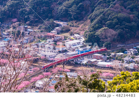 （静岡県）河津桜並木と伊豆急行リゾート21 キンメ電車 48234483