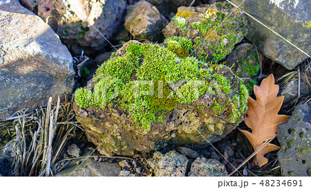 岩苔 岩苔 48234691