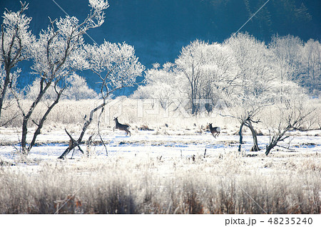 北海道　釧路　エゾシカ 48235240