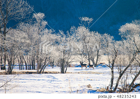 北海道　釧路　エゾシカ 48235243