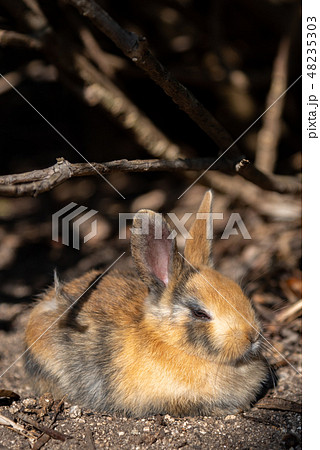 野生のうさぎ クローズアップ 大久野島 ウサギの島 冬時期 瀬戸内海 広島県 日本 アジアの写真素材
