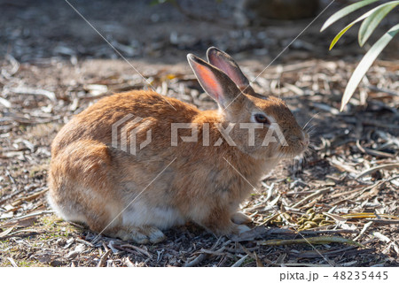 晴れた日にのんびりしている野生の子うさぎ　大久野島　ウサギの島　冬時期　瀬戸内海　広島県　日本 48235445