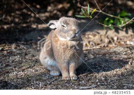 晴れた日にのんびりしている野生の子うさぎ 大久野島 ウサギの島 冬時期 瀬戸内海 広島県 日本の写真素材