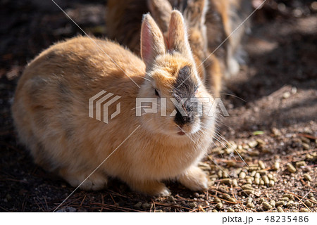 野生のうさぎ クローズアップ 大久野島 ウサギの島 冬時期 瀬戸内海 広島県 日本 アジア 野生のうさぎ クローズアップ 大久野島 ウサギの島 冬時期 瀬戸内海 広島県 日本 アジア 48235486