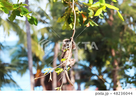 Dusky langur  jumping and swing on the tree  48236044