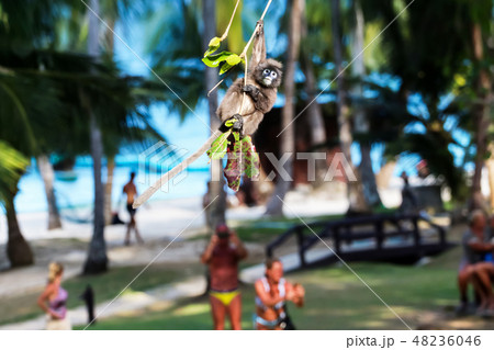 Leaf monkey or langur jumping and swing on tree 48236046