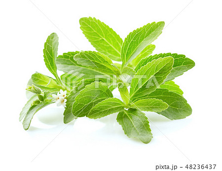 Stevia rebaudiana 48236437