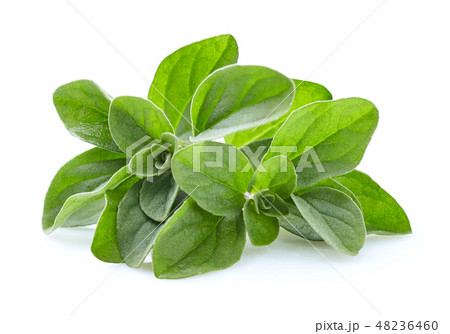 Marjoram in closeup 48236460