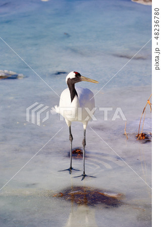 風蓮湖　北海道　丹頂鶴　鶴 48236780