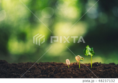 Coffee tree seedling growth Natural background 48237132