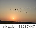沈む夕陽とv字飛行で塒を目指すハクチョウ 48237447