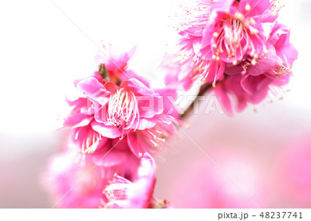 紅梅 紅梅 48237741