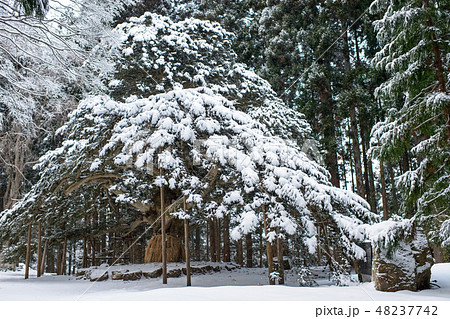 榧の木　秋田県天然記念物 48237742