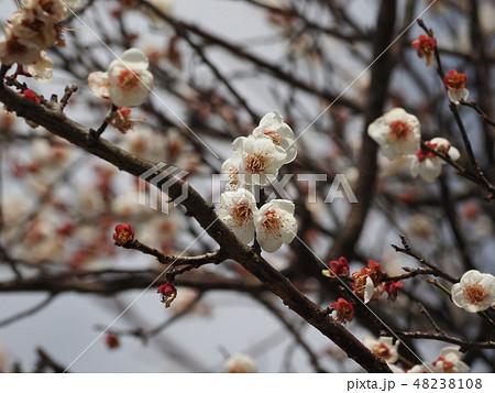 本場、大宰府の梅 本場、大宰府の梅 48238108