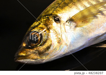 新鮮な活き締めアジ 48238207