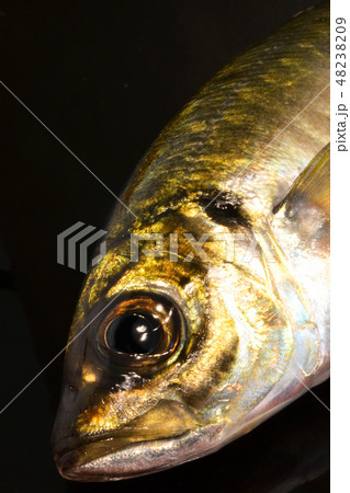 新鮮な活き締めアジ 48238209