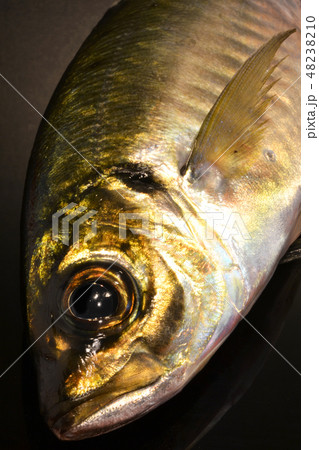 新鮮な活き締めアジ 新鮮な活き締めアジ 48238210