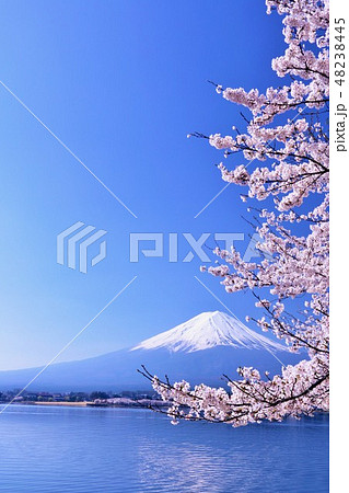 富士山と桜 富士山と桜 48238445