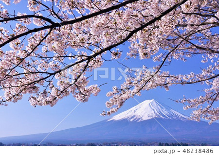 美しい日本の春 富士山と桜の写真素材