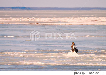 鷲 オオワシ 北海道 オホーツク海 遊覧船 クルーズ船 流氷 鷲 オオワシ 北海道 オホーツク海 遊覧船 クルーズ船 流氷 48238496