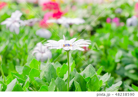 white osteospermum ecklonis with green leaves white osteospermum ecklonis with green leaves 48238590