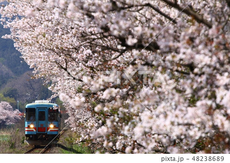 桜並木の中を走る樽見鉄道 桜並木の中を走る樽見鉄道 48238689