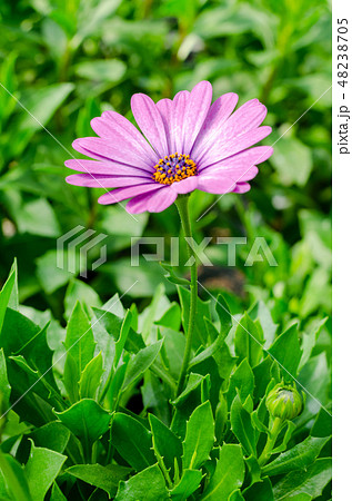 purple osteospermum ecklonis with green leaves purple osteospermum ecklonis with green leaves 48238705