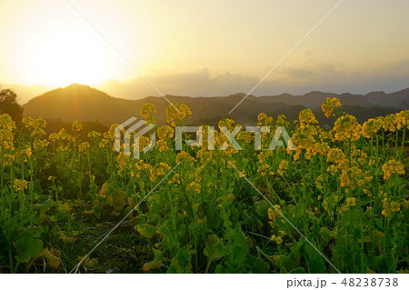 千葉県　菜の花と夕景　大山千枚田 48238738