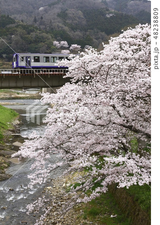 桜と関西本線キハ120系 桜と関西本線キハ120系 48238809