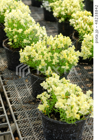 compact nemesia in the flower pot compact nemesia in the flower pot 48238842