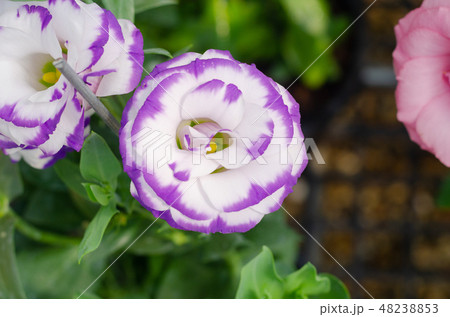 Eustoma lisianthus or prairie gentian flower Eustoma lisianthus or prairie gentian flower 48238853