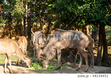 Greater kudu (Tragelaphus strepsiceros) in nature 48238952