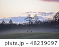 朝靄たちこめる大地のなか佇む番の丹頂 48239097