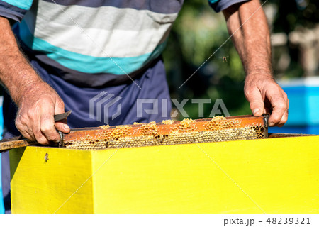 hands of beekeeper collecting honey. hands of beekeeper collecting honey. 48239321