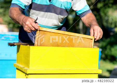 hands of beekeeper collecting honey.  48239322