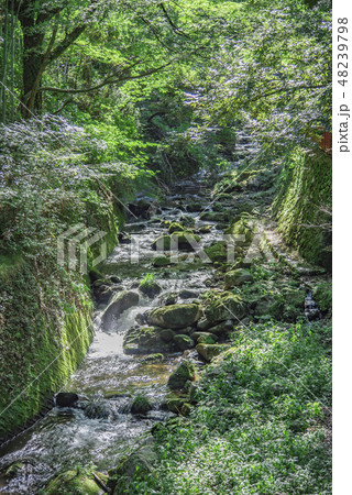 【万葉公園　渓流】 48239798