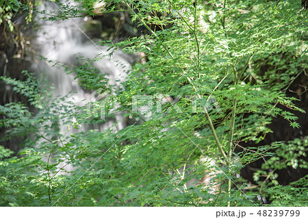 【万葉公園　渓流】 48239799