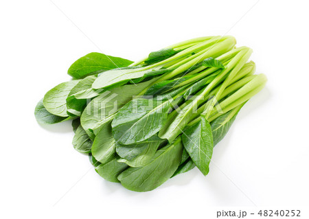 小松菜 48240252