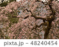 咲き誇る桜 48240454