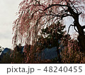 枝垂桜 48240455
