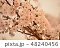 春の花 48240456